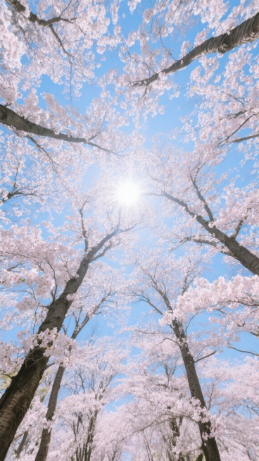从下往上仰拍的视角，茂密的樱花树森林，阳光透过粉白色的樱花花瓣缝隙洒落，形成斑驳的光影效果，天空呈现出明亮的蓝色，枝干粗壮挺拔，整体画面充满生机与宁静的氛围，高清晰度，写实风格，色彩鲜艳且和谐。预览效果