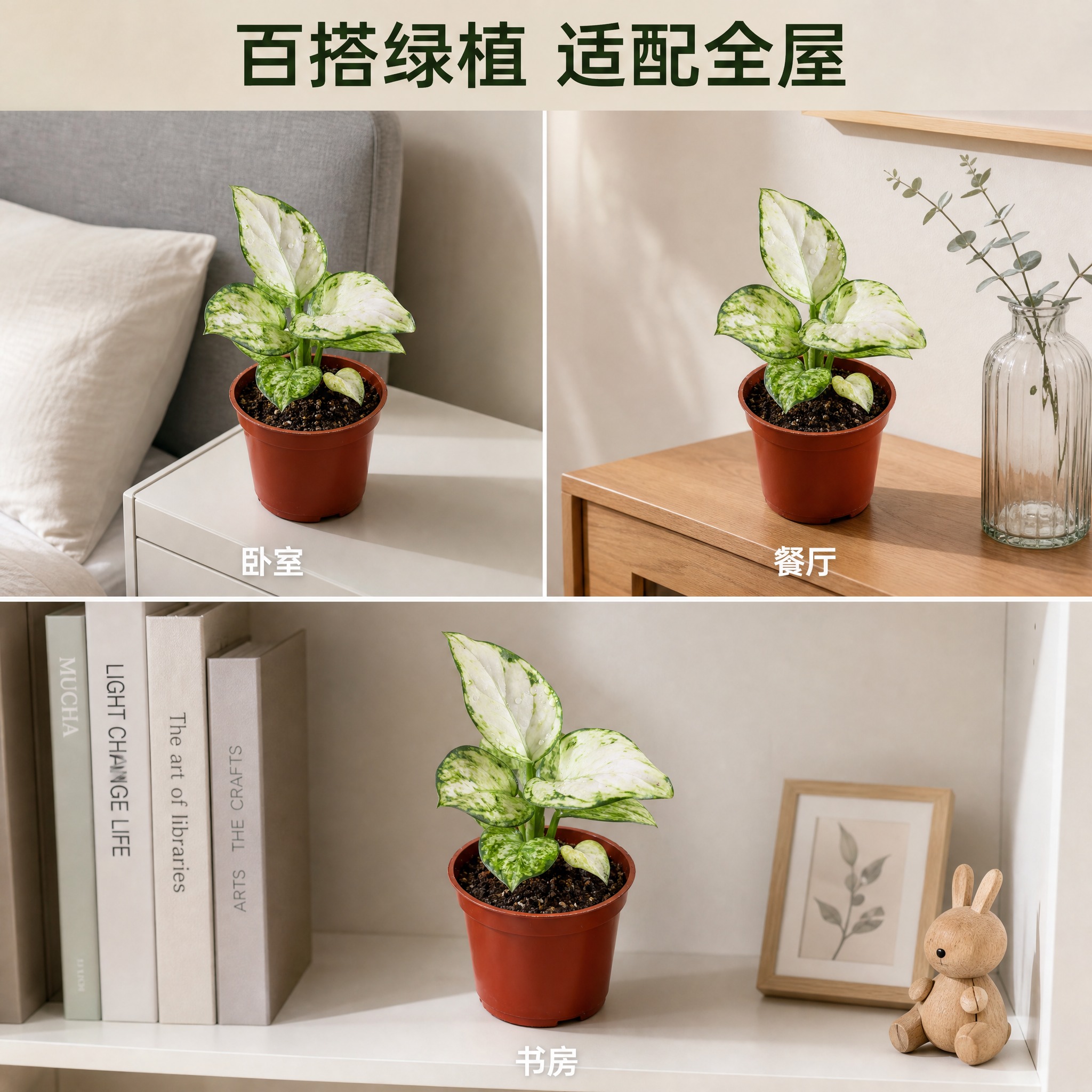 [主图-4 白如意粗肋草 多场景适配图] 白如意粗肋草盆栽在不… - 图片创意预览