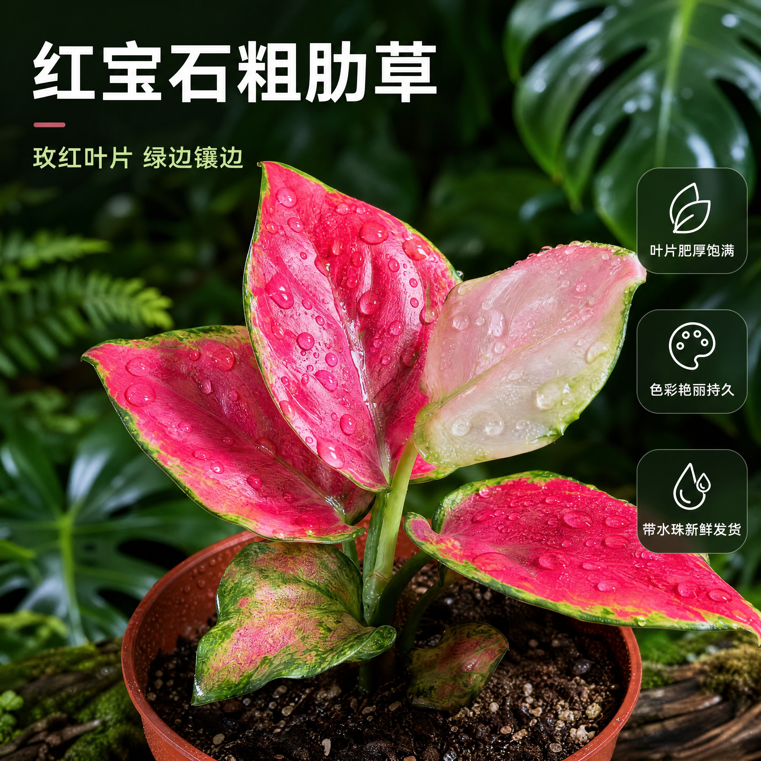 [主图-2] 红宝石粗肋草 叶片细节特写卖点图 唯一任务是展示… - 图片创意预览