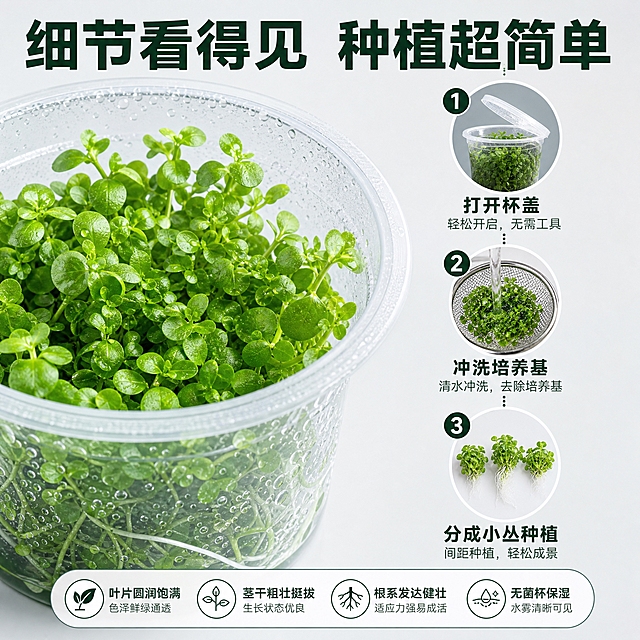 [主图-4] 水草细节特写与种植步骤说明图，展示水草品质细节和简易种植方法。
[统一基调] 高端水族商业摄影风格，极简高级灰+清新薄荷绿主色调，白色辅助色，科技感深绿强调色；无衬线粗体大字标题，简洁圆角图标组件，整体干净通透有呼吸感，拼多多主图视觉。
[画面] 左侧是无菌杯水草的超近距离特写，俯视角度，展示水草叶片细节：叶片圆润饱满、翠绿鲜嫩、茎干粗壮、根系发达，杯壁水雾清晰可见，主体占比约55%。右侧分三步展示种植方法，每步配一个圆形小图和文字：第一步"打开杯盖"配开杯示意图，第二步"冲洗培养基"配冲水示意图，第三步"分成小丛种植"配分株种植示意图。顶部标题"细节看得见 种植超简单"。
[光影质感] 特写部分微距摄影质感，叶片纹理清晰，翠绿通透有光泽，水珠晶莹，光线柔和均匀，体现水草的鲜活品质。
[配色] 浅灰背景，翠绿主体，深绿文字，步骤图标白底深绿线条，整体干净专业。
[文字版式] 顶部标题粗体大字，右侧三步竖向排列，圆形小图在上文字在下，文字字号适中，说明清晰不拥挤。
[输出要求] 1:1正方形，细节清晰锐利，文字清晰无错字，无水印无平台Logo，禁止模糊、变形、杂乱。