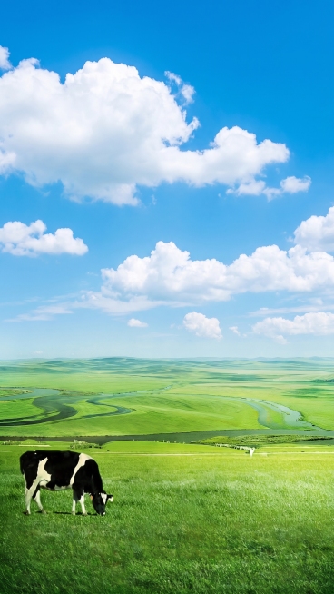 参考图片风格，保留蓝天白云绿色草原和奶牛的画面构图，去掉所有文字、产品图片、logo和金色圆形色块预览效果