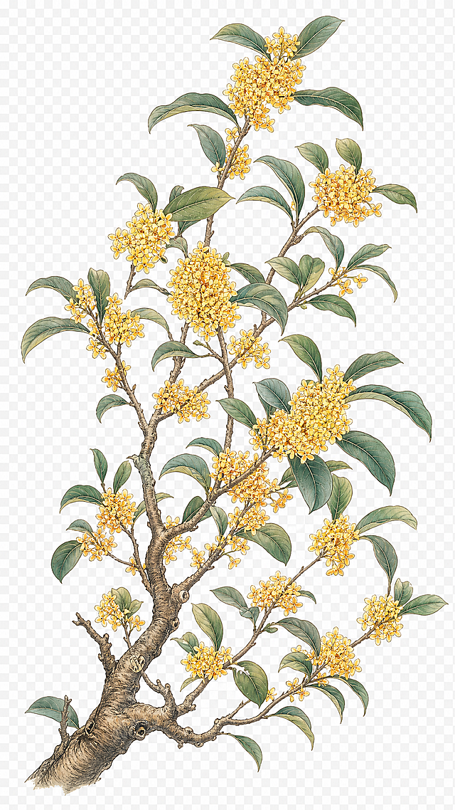 桂花花枝，国潮工笔插画风格，底部树枝粗壮，分支多，每个分枝都有大小不一的金黄色桂花簇和绿色叶片，花枝带有自然柔和的阴影，线条细腻，色彩雅致，透明背景PNG，只有桂花花枝元素