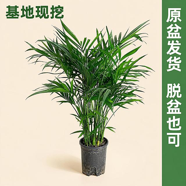 [主图-6] 原盆富贵椰子整体展示，展示发货状态。富贵椰子连原培育花盆一起摆放，背景为纯色浅米色，突出产品本身，展示收到货即可直接栽种或换盆的状态。保持富贵椰子和原盆外观与原图一致，真实还原发货状态。主体占比约80%，背景简洁。氛围风格：真实商品展示，清晰干净，商业摄影质感。光影：均匀正面光线，清晰展示植株和花盆状态。配色：背景浅米色，植株翠绿，花盆深灰，自然对比。视角构图：正面平视，完整展示整体。文字版式：右侧绿色竖条写“原盆发货 脱盆也可”，白色文字清晰，左上角写“基地现挖”绿色大字。输出要求：1:1比例，文字清晰可辨，超高清商业摄影质感。负向提示词：变形，文字错乱，产品模糊，背景杂乱，水印，电商平台Logo