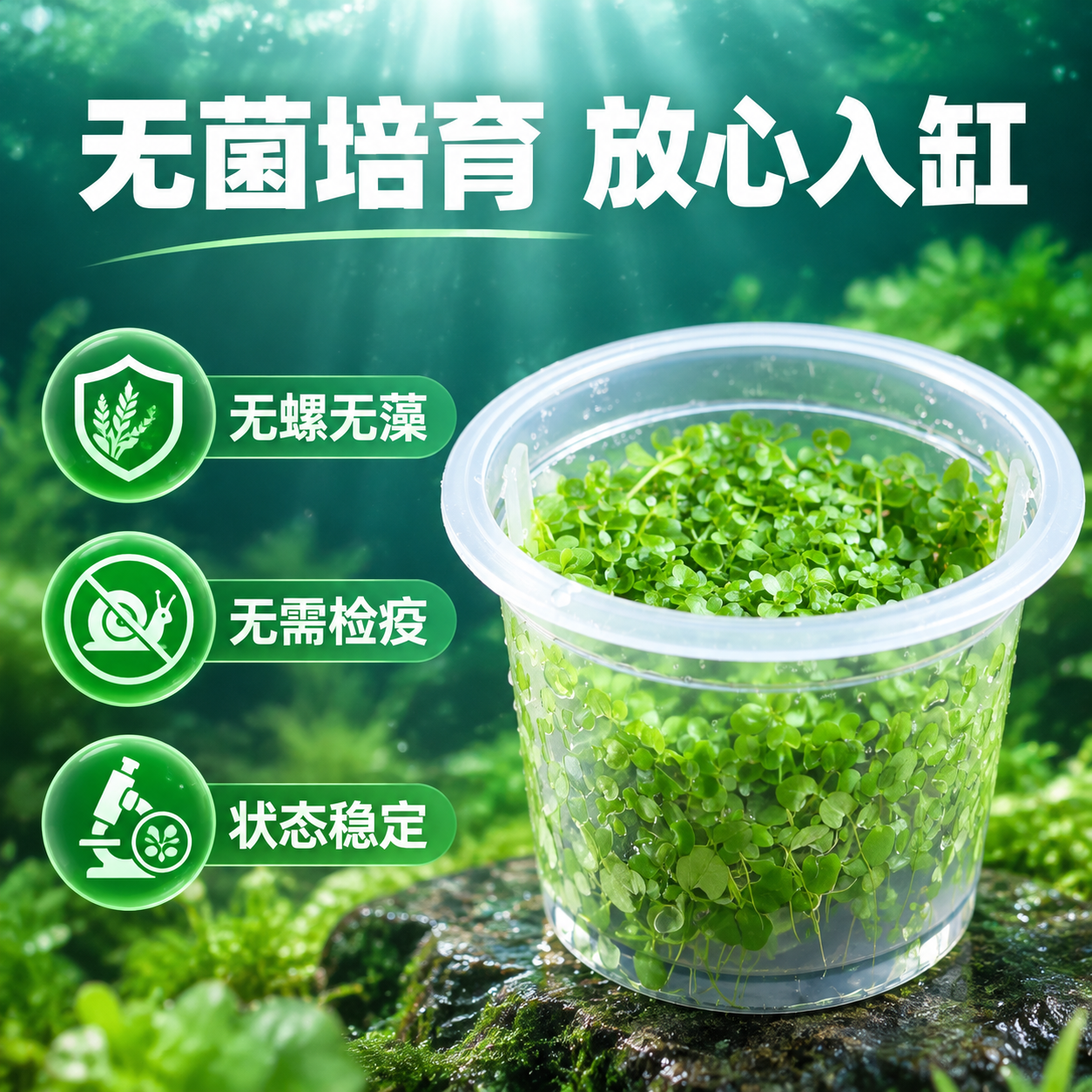 [主图-2] 核心亮点证明，主题：无菌培育 无螺无藻 放心入缸… - 图片创意预览