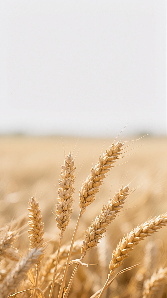 写实摄影风格的田野麦穗自然景观，画面上方50%为纯净的白色留白，下方前景中特写几支饱满成熟的金黄色麦穗，麦芒纤细清晰，麦粒纹理分明，呈现出自然的光泽与质感，背景虚化的麦穗形成渐变的浅金色层次，整体光影柔和，色调温暖，构图简洁大方，突出麦穗的自然形态与田野的宁静氛围。