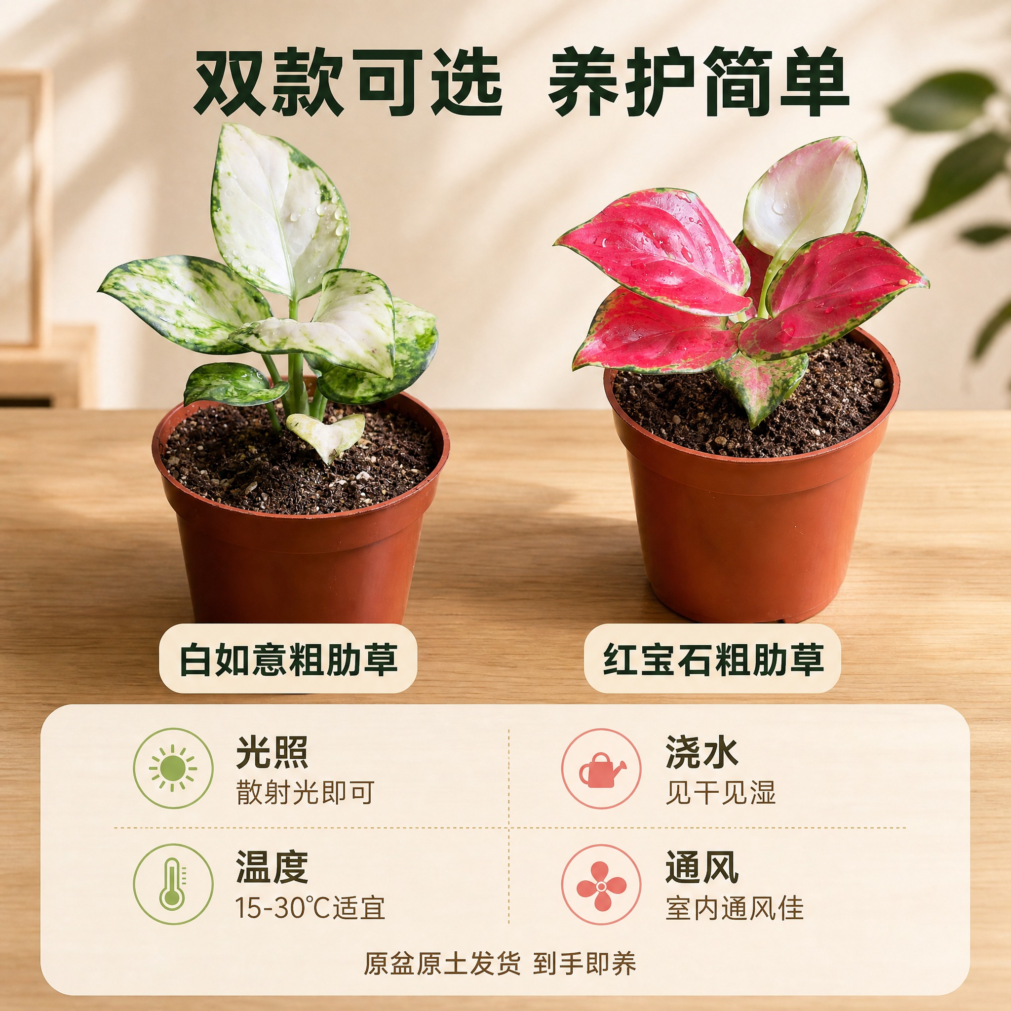 [主图-5] 规格组合与养护信息图，两款粗肋草并列展示规格差异… - 图片创意预览