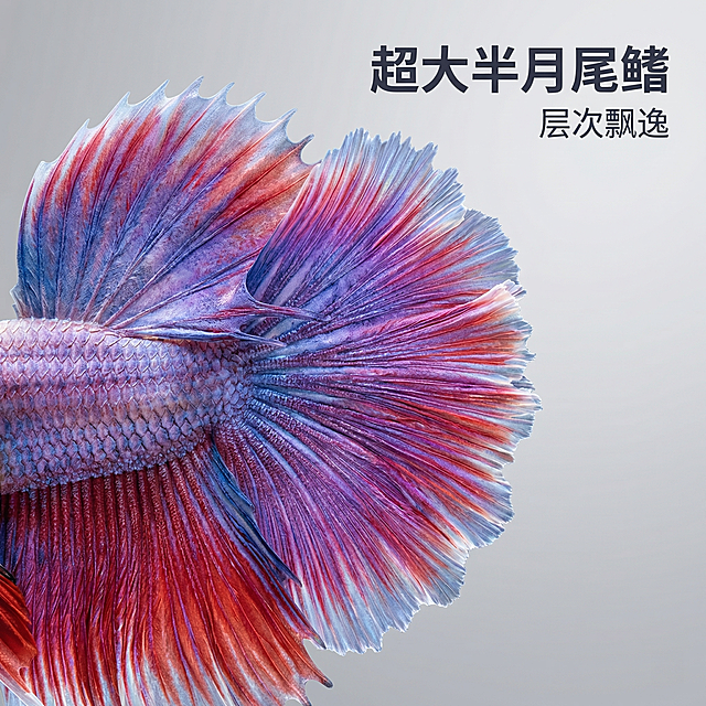 [主图 2] 半月蜡彩泰国斗鱼尾鳍特写主图
[氛围风格] 微距特写风格，突出尾鳍纹理质感
[画面元素] 商业摄影质感、光线柔和通透、产品清晰真实、画面干净高级。保留原有斗鱼尾鳍蜡彩紫蓝红渐变纹理，放大特写展示半月尾鳍的流苏层次，细腻纹理清晰可见，背景为纯净浅灰色渐变虚化处理，突出尾鳍色彩渐变细节，无边框满铺
[配色色系] 主色调：浅灰背景，保留尾鳍本身蜡彩紫红蓝渐变
[视角构图] 特写居中，浅景深突出纹理，1:1构图
[文字版式] 右上角负空间右对齐，主标题 “超大半月尾鳍” 深灰色粗体，小字标注 “层次飘逸”，不遮挡核心展示区域，清晰易读
[比例分辨率] 1:1 比例，2k 分辨率，文字清晰可辨，超高清
[负向提示词] 变形，文字错乱，颜色失真，背景杂乱，产品模糊