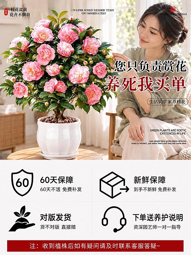 将第二张图（电商海报）中的桂花盆栽替换为第一张图中的粉色山茶花盆栽，保持海报的整体版式、文字、人物、背景和所有设计元素不变，仅替换盆栽植物，自然融合，光影协调