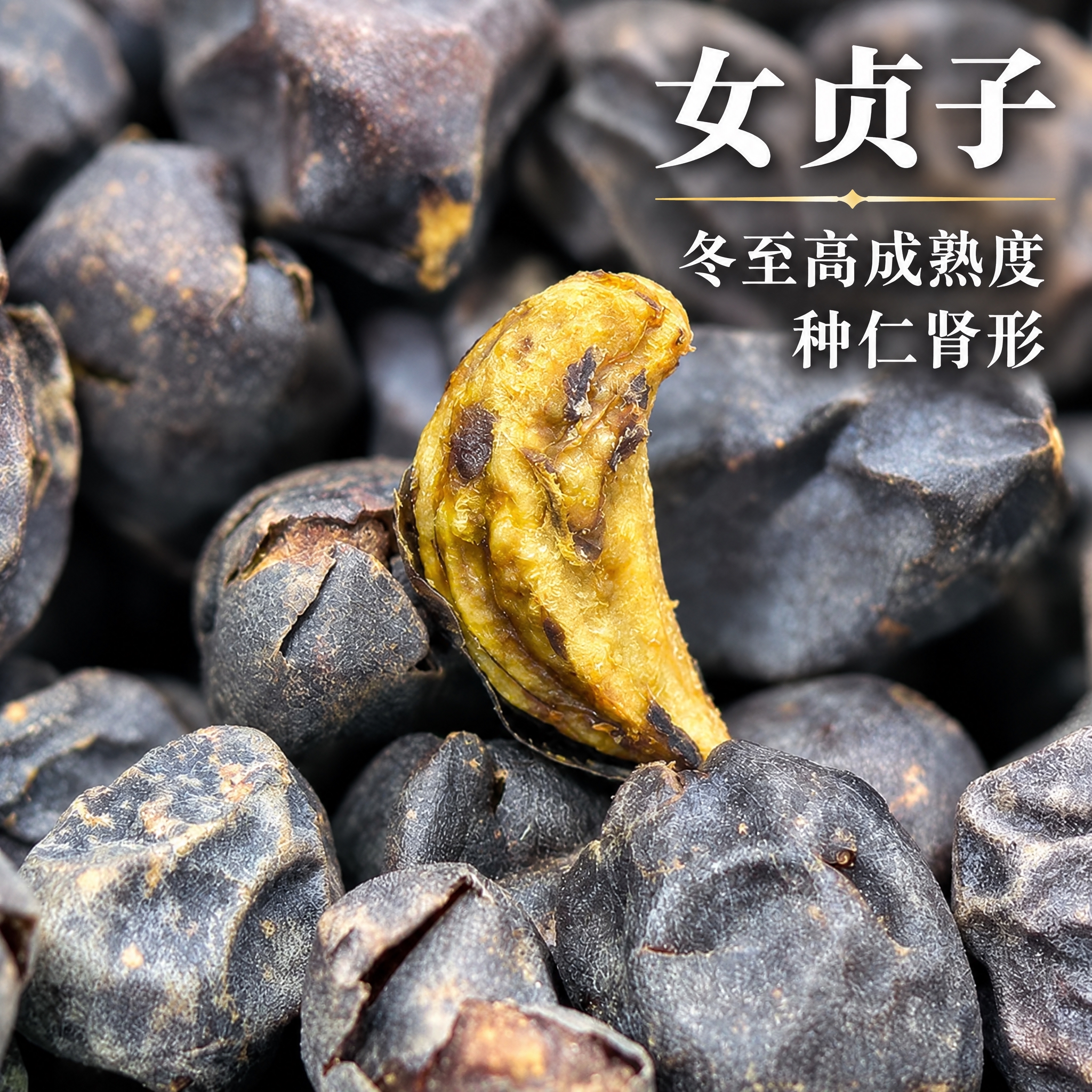 基于上传的女贞子素材进行主图创作，严格使用上传素材，完整保留原… - 图片创意预览