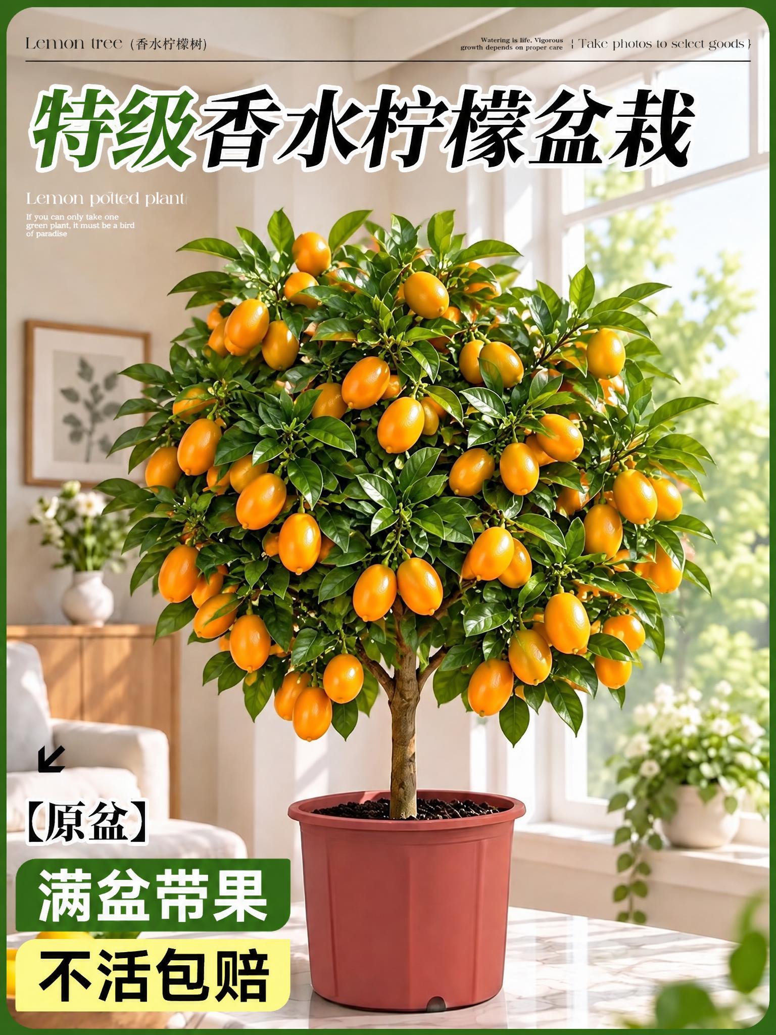 将图中的柠檬盆栽替换为金桔盆栽，树上挂满金黄色的金桔果实，其余… - 图片创意预览