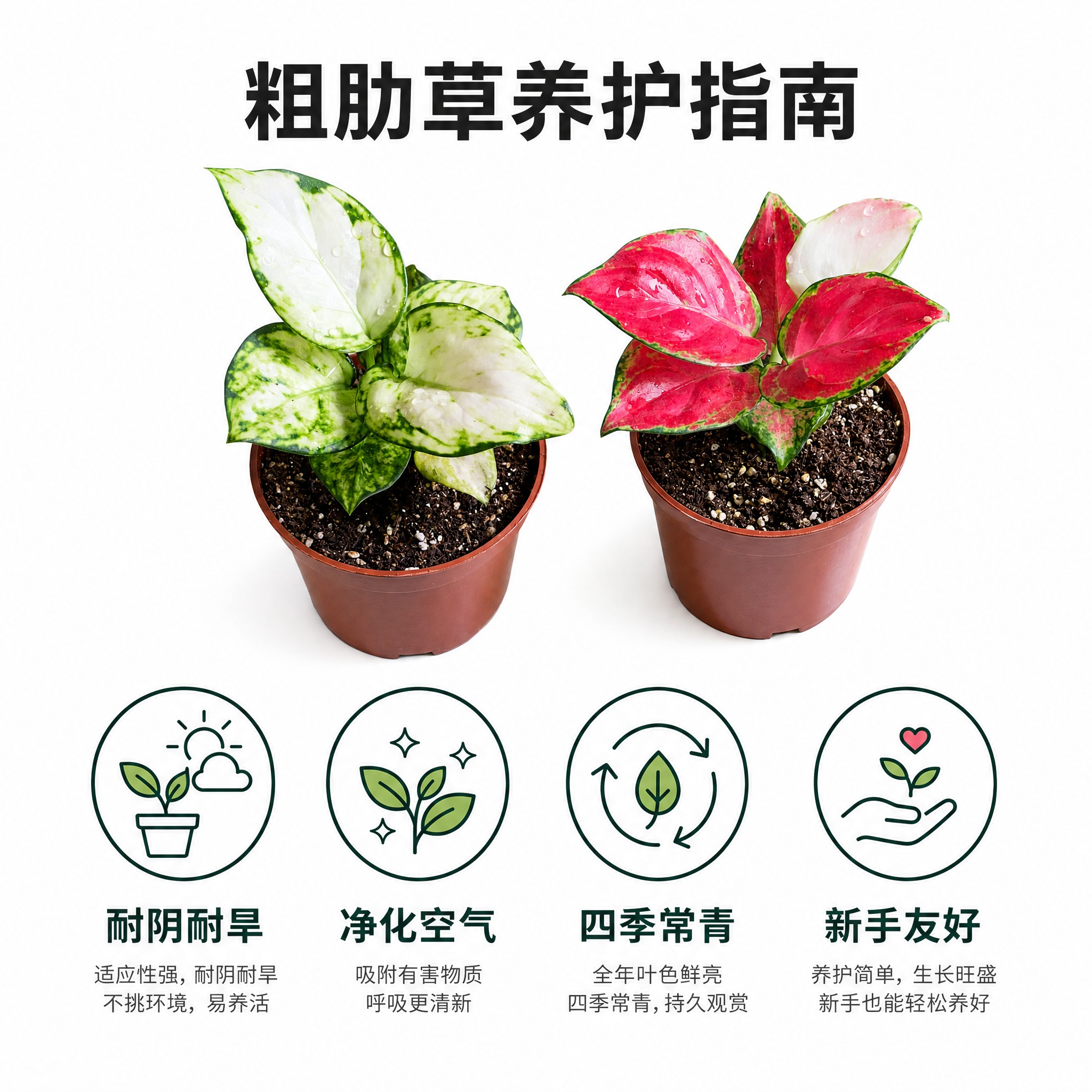 [主图-8] 养护卖点信息图，白色背景，展示粗肋草好养易活的四… - 图片创意预览