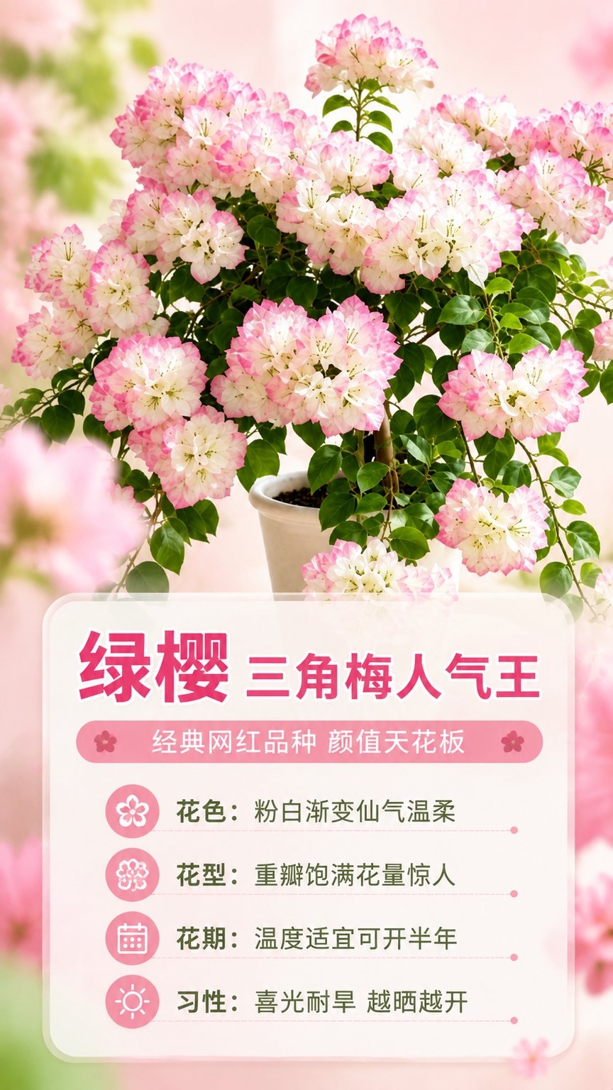 [商品] 使用【图1】5A级绿樱三角梅盆栽；保留绿樱品种典型的… - 图片创意预览
