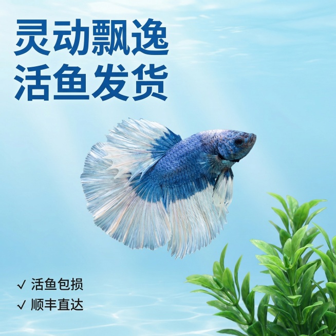 [主图 4] 蓝白泰国斗鱼全景展示
[主图主题] 蓝白泰国斗鱼完整身姿展示
[氛围风格] 自然水族场景，生动活泼
[画面元素] 斗鱼完整游动姿态展示，放置在布置好的小型造景水族箱中，右下角点缀少量仿真预览效果