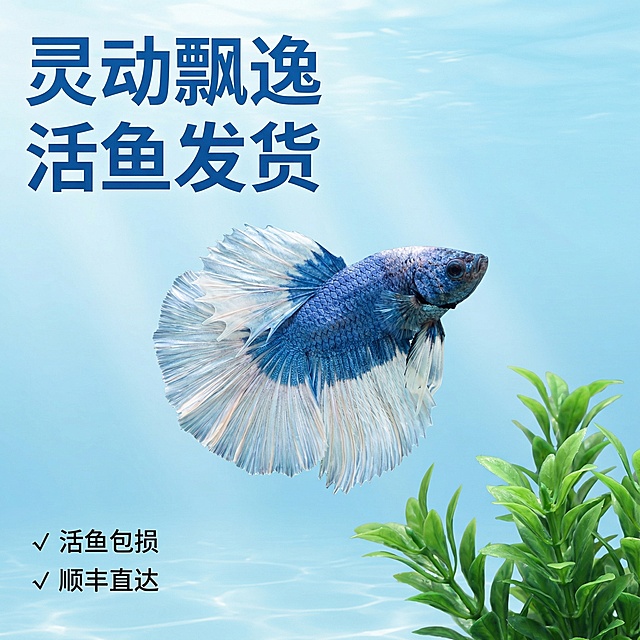 [主图 4] 蓝白泰国斗鱼全景展示
[主图主题] 蓝白泰国斗鱼完整身姿展示
[氛围风格] 自然水族场景，生动活泼
[画面元素] 斗鱼完整游动姿态展示，放置在布置好的小型造景水族箱中，右下角点缀少量仿真水草，背景为清澈浅蓝色水体，自然水下光照，展现斗鱼灵动状态，整体场景干净整洁
[配色色系] 主色调：浅蓝水体，绿色水草，蓝白斗鱼
[视角构图] 水平全景平视，斗鱼完整展示，背景不杂乱
[文字版式] 主标题 "灵动飘逸 活鱼发货"，蓝色加粗无衬线字体，悬浮于画面左上角，左下角添加小点式亮点： ✓ 活鱼包损 ✓ 顺丰直达，文字简洁不遮挡主体
[比例分辨率] 2k分辨率，保持斗鱼外形颜色与参考图一致