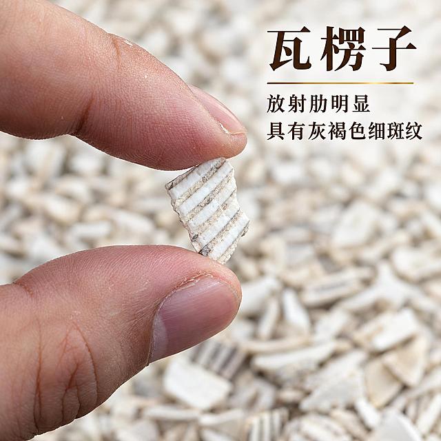 基于上传的瓦楞子素材进行主图创作，严格使用上传素材，完整保留原图中瓦楞子碎块的形态、颜色、灰白与米白色泽、表面明显的放射肋与灰褐色细斑纹、手指捏持展示的构图与手指真实细节、背景大量瓦楞子碎块堆叠虚化与柔和光影，绝不变形、不改色、不改变碎块形态与放射肋纹理、不添加任何原图没有的物体或元素。

背景处理：保留原图以同类瓦楞子碎块堆叠为背景的展示方式，弱化杂乱感，使背景干净柔和、虚化自然，突出前景手持的碎块；无多余杂物。

光线与质感：柔和的自然光从上方照射，碎块表面的放射肋与灰褐色细斑纹清晰可见、贝壳质感自然，整体光影干净通透，质感真实。

文字排版：在画面右上角叠加醒目的文字排版，主标题「瓦楞子」使用高级宋体或轻衬线体，深棕色，字号很大、醒目大气，字间距宽松；主标题下方放置一条细细的金色装饰线；装饰线下方放置两行卖点小字，第一行「放射肋明显」，第二行「具有灰褐色细斑纹」，细黑体或轻衬线体，深棕色，字号很大、清晰可读，行间距宽松，排版克制精简，高级感十足。

整体风格：真实、克制、高级，突出瓦楞子的放射肋与灰褐斑纹特征。

1:1 比例，2K超高清画质，细节丰富清晰。