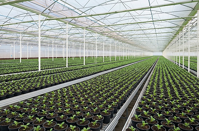 采用第一张的温室大棚棚顶的结构+第二张图片的植物合成一张图片