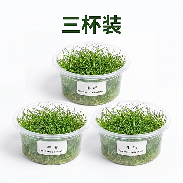 [主图 3] 三杯装迷你牛毛前景水草SKU规格图。保持单杯原产品透明塑料杯装水草的外观，物理结构、材质质感、颜色与输入产品图绝对一致，杜绝任何变形和色差，精细化处理。画面摆放三杯同款水草，成品字排列，三杯整体居中展示，商品总占比约70%。背景为干净纯白色，符合拼多多简约直白风格。上方用大号深绿色粗体字写着"三杯装"，文字清晰醒目，不遮挡产品主体。整体画面干净简洁，大字突出规格，信息直白清晰。商业摄影质感，光线柔和通透，产品清晰真实，画面干净高级。光影：主光正面均匀打亮三杯产品，背景干净无阴影，水草自然绿色鲜亮通透。配色：主调白色背景，深绿色文字，还原水草自然绿色。视角构图：正平视，三杯品字排列居中，背景纯白干净。文字版式：顶部居中放置"三杯装"大号粗体深绿色字，无多余元素，简洁突出规格。比例分辨率：1:1比例，2k分辨率；文字清晰可辨，超高清。负向提示词：变形，水印，文字错乱，产品图模糊，背景杂乱，额外卖点文字