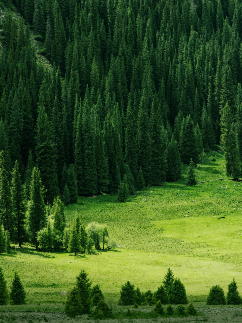 去掉图片上所有水印文字和图标，只保留原始的森林草地背景，保持背景原本的色彩和细节，输出高清图预览效果