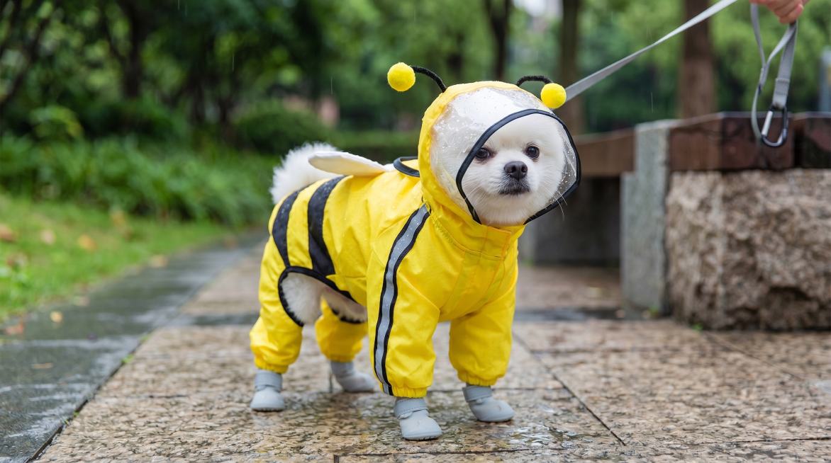 以图中的中小型犬蜜蜂造型黄色雨衣为主体，保持雨衣原有主体特征不变，生成另一张真实自然的狗狗雨衣图片，超清画质，细节丰富，16:9比例预览效果