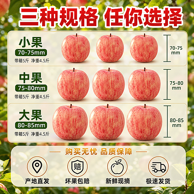 [主图-5] SKU规格与服务，主题：三种规格可选 坏果包赔。展示规格选择与服务承诺，促进下单转化。
[统一基调] 整体风格：自然果园风 新鲜食欲感；背景主色：暖绿+暖红渐变果园氛围；标题字色：正红色粗体+白色描边；辅助字色：深绿色；强调色：金黄色；字体样式：粗黑体厚重有力，辅助文用清爽黑体；卡片样式：圆角半透明浅米色卡片，细金色描边。
[画面] 画面上半部分展示三排红富士苹果，从上到下分别对应三种果径规格，每排苹果旁有尺寸标注线和数字，直观展示大小差异。苹果均保留原图红条纹外观，新鲜有光泽。背景是虚化的果园绿叶。画面下半部分是服务承诺区域，用半透明悬浮条展示。整体上下构图，上半部分规格展示，下半部分服务保障。
[光影质感] 自然柔光，苹果表面有光泽，大小对比清晰，阴影柔和，商业产品摄影质感。
[配色] 苹果红+果绿为主，背景浅绿虚化，文字正红+深绿，强调金黄，整体清晰明了。
[文字版式] 顶部大标题："三种规格 任你选择" 正红色粗黑体；三排苹果旁分别标注："小果 70-75mm" "中果 75-80mm" "大果 80-85mm" 深绿色黑体，配尺寸线；每排下方小字："带箱5斤 净重4.5斤" 深灰色；底部半透明悬浮条（两端留空），横向排列四个服务图标+文字："产地直发" "坏果包赔" "新鲜现摘" "极速发货" 均为深灰色黑体，配简约线条图标；悬浮条上方小字："购买无忧 品质保障" 金黄色。
[输出要求] 比例1:1，2048px*2048px，文字清晰，规格对比直观。禁止变形、错字、模糊、杂乱、水印、平台Logo、绝对化用语。