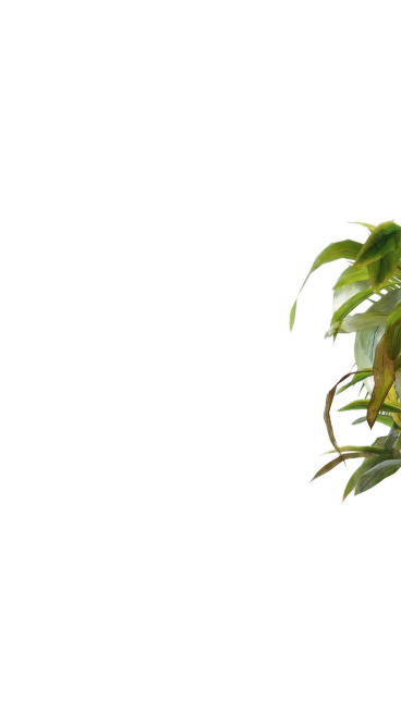 只保留图片最右侧的绿色叶子，删除其他所有植物、沙滩和海水，替换为干净的纯色背景，保持叶子原貌预览效果