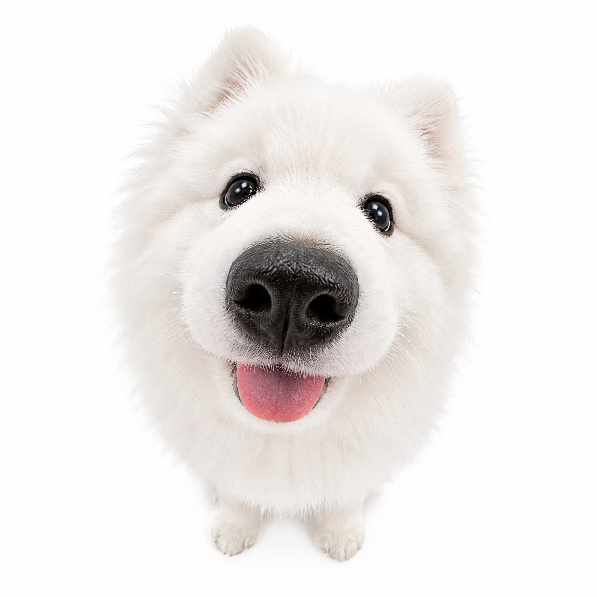 参考图中THE DOG大头狗风格，俯视广角拍摄角度，鼻子夸张放… - 图片创意预览