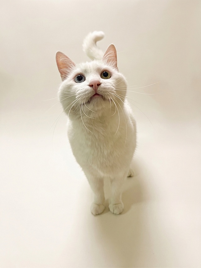 保持图中白色猫咪的站立抬头姿势完全不变，将其放置在米白色纯色背景上，光线参考提供的第二张参考图的柔和均匀自然光，整体风格温暖柔和，猫咪毛发质感保留自然，猫咪和背景融合真实无违和感，整体效果自然清新