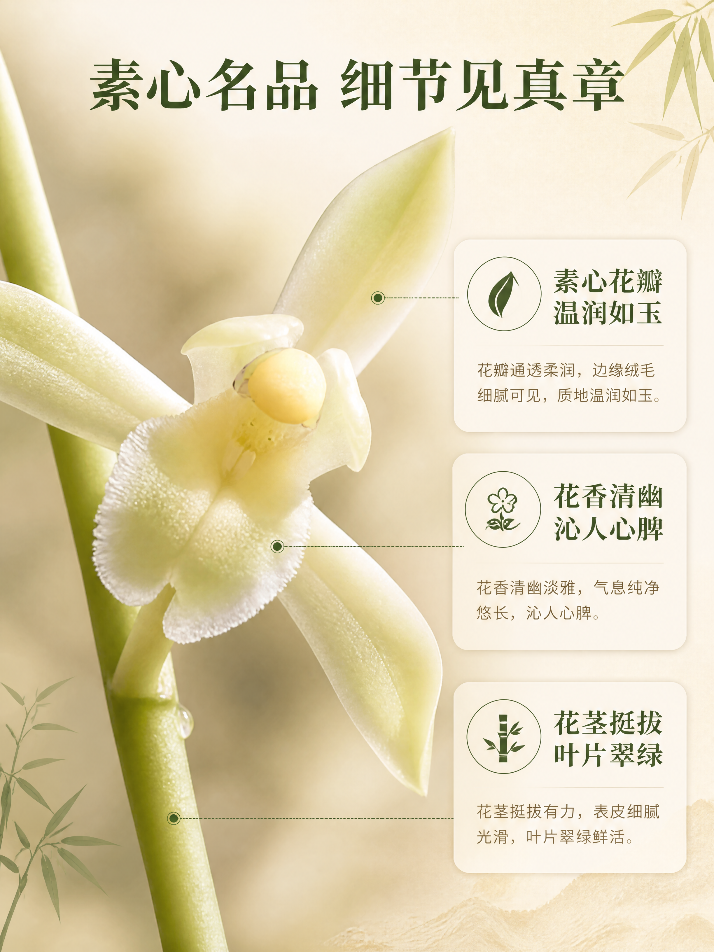 [商品] 使用【图1】白玉素兰花；保留奶白偏黄绿素心花瓣、黄色… - 图片创意预览