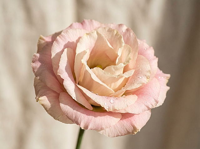 生成一朵花