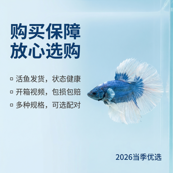 [主图 5] 蓝白泰国斗鱼服务承诺
[主图主题] 购买服务保障
[氛围风格] 清晰简洁水族风格
[画面元素] 蓝白斗鱼位于画面右侧展示完整身姿，左侧留出干净背景放置服务文案，整体水族浅蓝背景，清晰干净预览效果