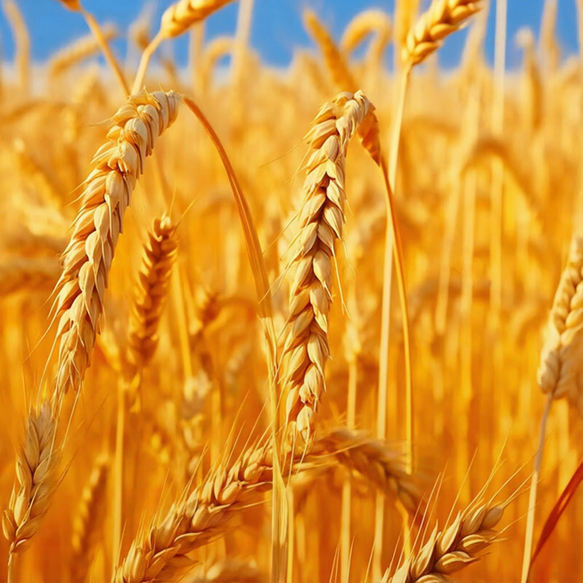 去掉文字预览效果