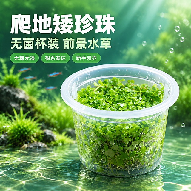 [主图-1] 首图点击率，主题：爬地矮珍珠无菌杯水草 鱼缸造景前景草。
[统一基调] 清新自然水族风格，背景为渐变青绿色到深绿色的柔和水族氛围，主标题白色粗体无衬线字体，辅助文字浅绿白色，强调色为翠绿色，整体干净通透有水下光影感。
[画面] 产品为透明塑料无菌杯装爬地矮珍珠水草，杯内翠绿小圆叶密集饱满，根系清晰可见，杯子完整不切割，居中偏右放置占画面约60%。左侧为水下造景场景虚化背景，可见柔和水草光影和气泡感，杯底有自然接触阴影，产品外观与输入图一致：透明杯身、白色杯沿、翠绿圆叶水草。左上角留白放标题，底部有轻微水波纹光影。
[光影质感] 商业摄影质感，柔和侧上方主光，杯身有通透高光，水草叶片鲜绿有光泽，水下柔光氛围，阴影自然柔和。
[配色] 主背景青绿色渐变，标题白色，辅助文字淡绿色，强调色翠绿色，水草鲜绿色。
[文字版式] 左上角主标题大字"爬地矮珍珠"，下方副标题"无菌杯装 前景水草"，再下方三个小标签"无螺无藻""根系发达""新手易养"，文字不遮挡产品主体，字体统一为现代无衬线粗体。
[输出要求] 1:1正方形2048px，产品清晰完整，文字清晰可读，无变形错字，无水印无平台logo，无多余杂物。