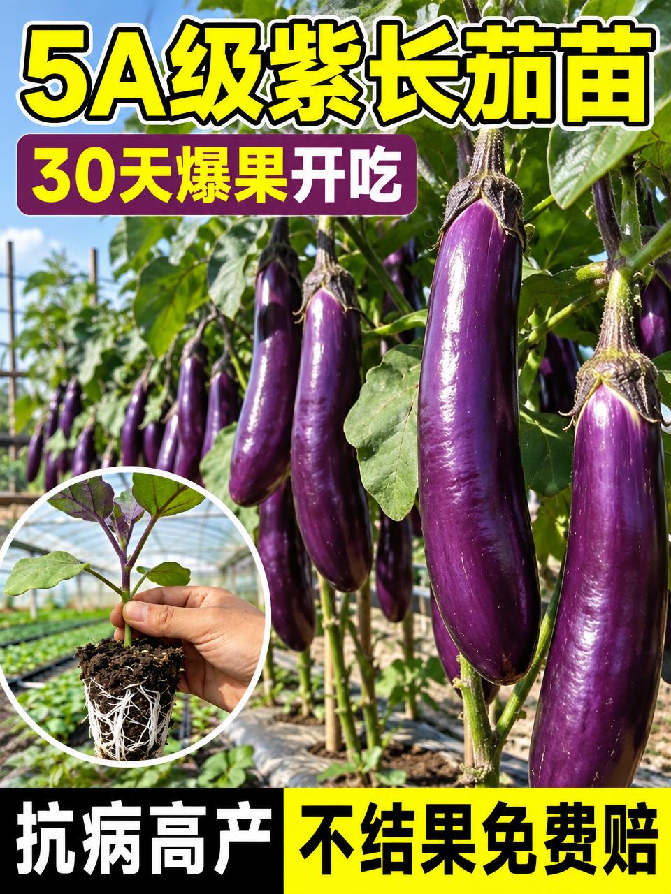 淘宝天猫电商主图，3:4竖版，紫长茄苗产品，画面主体是挂满紫亮… - 图片创意预览