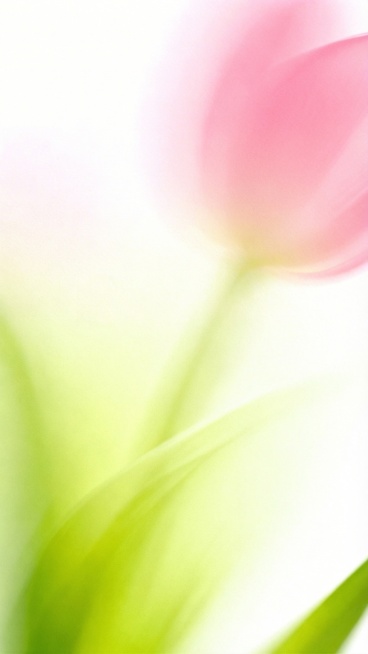 去除图片上所有文字，保留原图的粉色渐变郁金香和绿色渐变背景，保持原图风格和画质不变预览效果