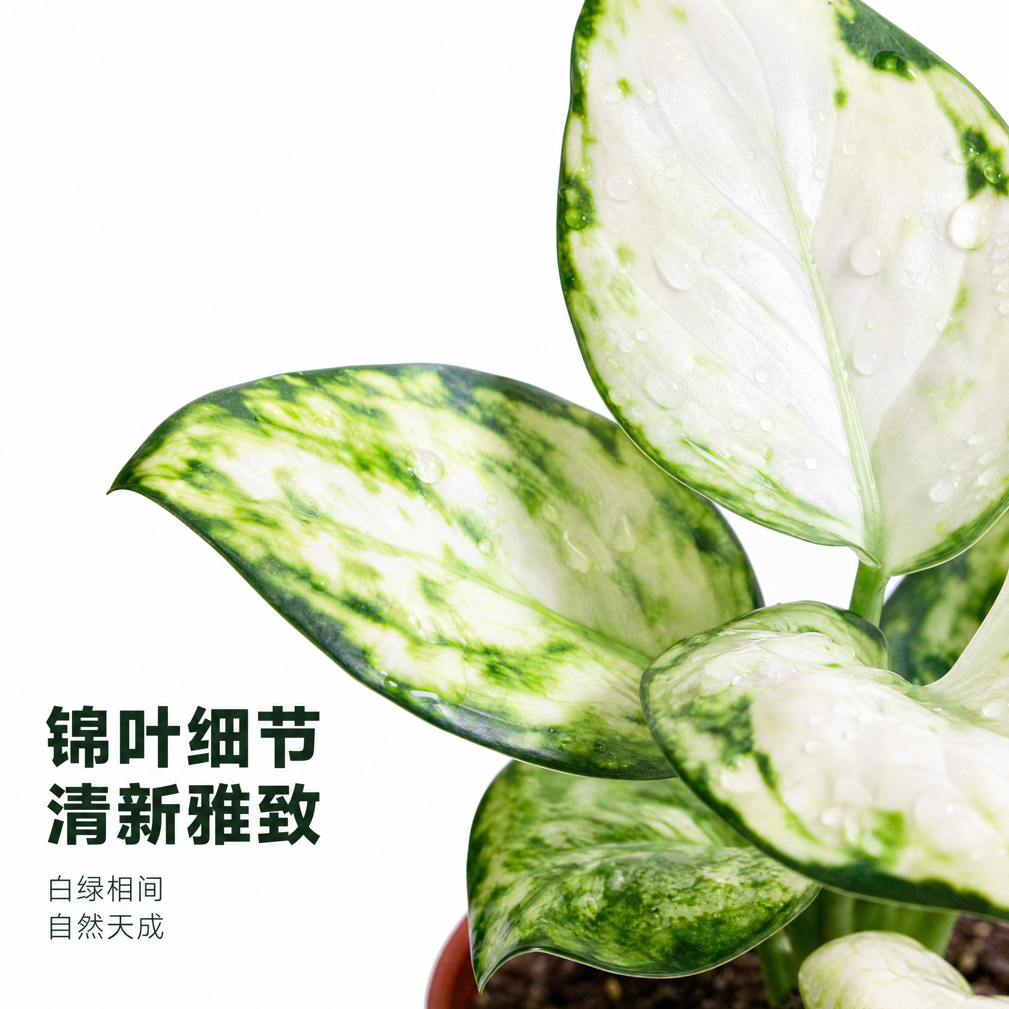 [主图-6] 主题：白如意粗肋草叶片细节放大主图，亮白背景展示… - 图片创意预览