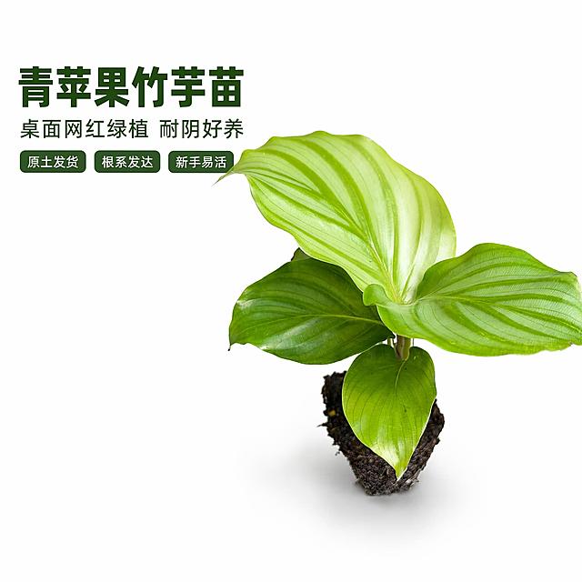 电商主图首图，青苹果竹芋苗穴盘苗产品展示。纯白背景，干净高级。画面中央偏右放置一株完整的青苹果竹芋苗，带原土团，叶片圆润饱满呈青绿色，叶脉清晰有光泽，叶片舒展自然，土团黑褐色根系隐约可见。商品主体占画面约70%。左侧负空间放置文字排版：左上角大号粗体无衬线字写"青苹果竹芋苗"，下方稍小字号写"桌面网红绿植 耐阴好养"，再下方三个圆角小标签横向排列分别写"原土发货"、"根系发达"、"新手易活"。文字颜色为深绿色，与背景强烈对比。商业摄影质感，光线柔和均匀，顶部柔光箱主光，左右两侧补光，叶片有自然高光，底部有轻微投影。1:1正方形构图，超高清2K画质，文字清晰锐利。保持青苹果竹芋苗外观（物理结构、材质质感、颜色）与输入产品图绝对一致，杜绝变形和色差。