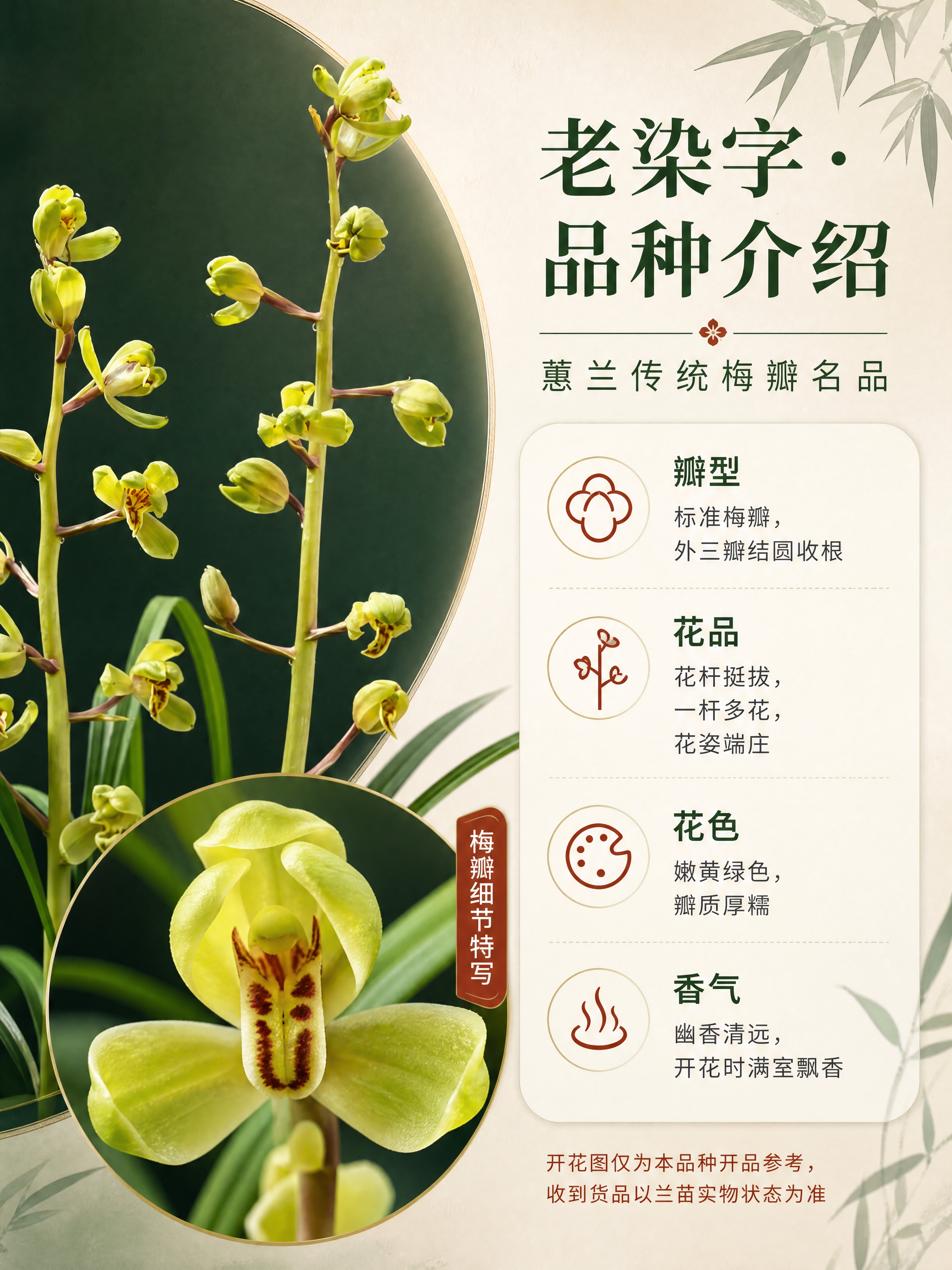 [商品] 使用【图1】蕙兰老染字开花图；保留梅瓣花型、黄绿色花… - 图片创意预览