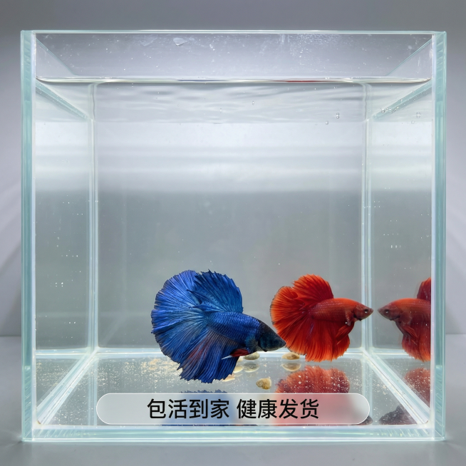 [主图 5] 完整全景展示斗鱼在水族箱中的状态
[氛围/风格] 自然真实水族场景，生动鲜活。
[画面元素] 大红袍和大蓝袍两条斗鱼同时展示在方形水族箱中，保持原有姿态和外观，背景干净，水体通透，有自然预览效果