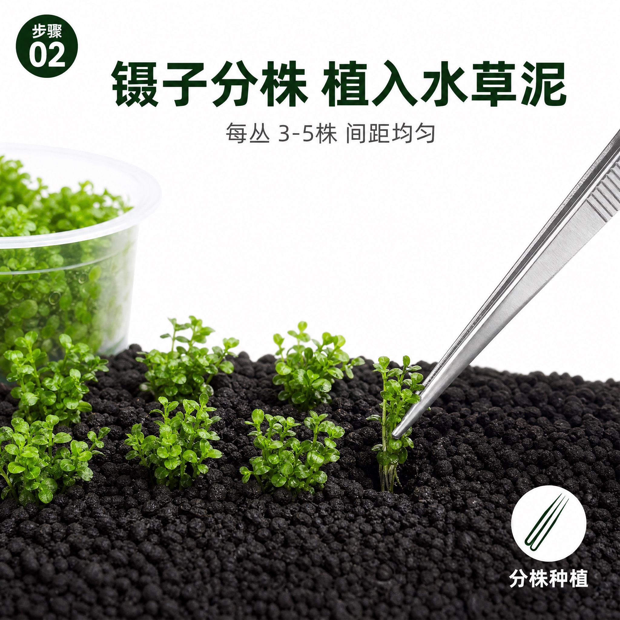 [主图-3] 迷你矮珍珠种植入缸步骤展示，镊子种植到水草泥中。… - 图片创意预览