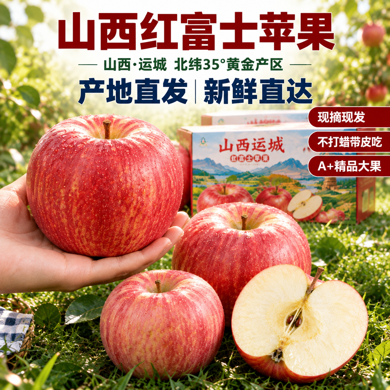[主图-4] 山西运城红富士苹果草地野餐场景图，突出产地直发与… - 图片创意预览