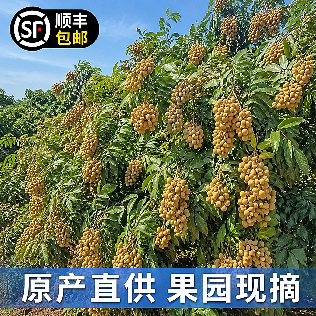 [主图-3] 果园产地实景展示，建立信任
[氛围风格] 原生态果园氛围，自然真实
[画质] 户外自然光摄影，清晰自然，真实还原产地环境
[元素] 石硖龙眼挂满枝头，成串饱满生长在龙眼树上，蓝天绿叶背景，展示产地现摘真实场景，保持果实外观和颜色和原图一致。左上角添加顺丰包邮标识
[光影] 晴朗正午自然光，明亮通透，色彩自然饱和度高
[配色] 蓝天深绿叶片搭配金黄果实，色彩鲜艳自然
[视角构图] 中景俯视，展示整树挂果，体现丰收量产
[文字版式] 底部文字“原产直供 果园现摘”，白色粗体配蓝色半透明底
[输出要求] 1:1比例，文字清晰可辨，超高清商业摄影质感
[负向提示词] 果实稀少，叶片发黄，文字错乱，水印
