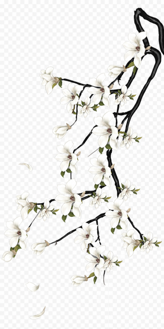 保留图中白色玉兰花树枝和花瓣，去掉所有的鸟和右下角水印，保持玉兰花树枝的完整造型，保持原风格，保存png透明背景，去掉青灰色底纹预览效果