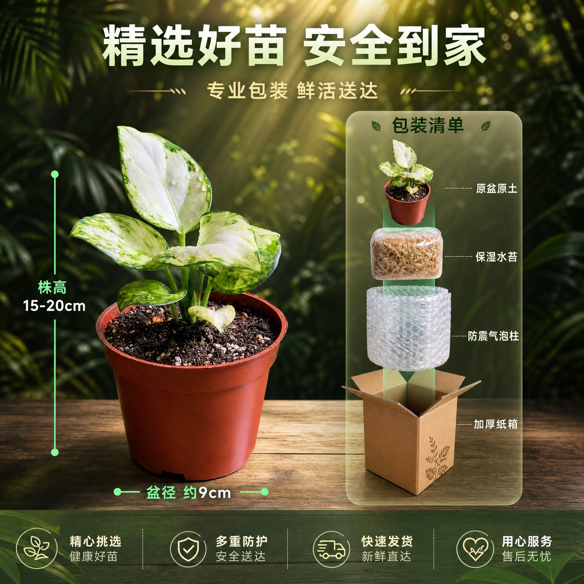 [主图-9] 规格与包装展示图，主题：展示盆栽的规格尺寸、原盆… - 图片创意预览