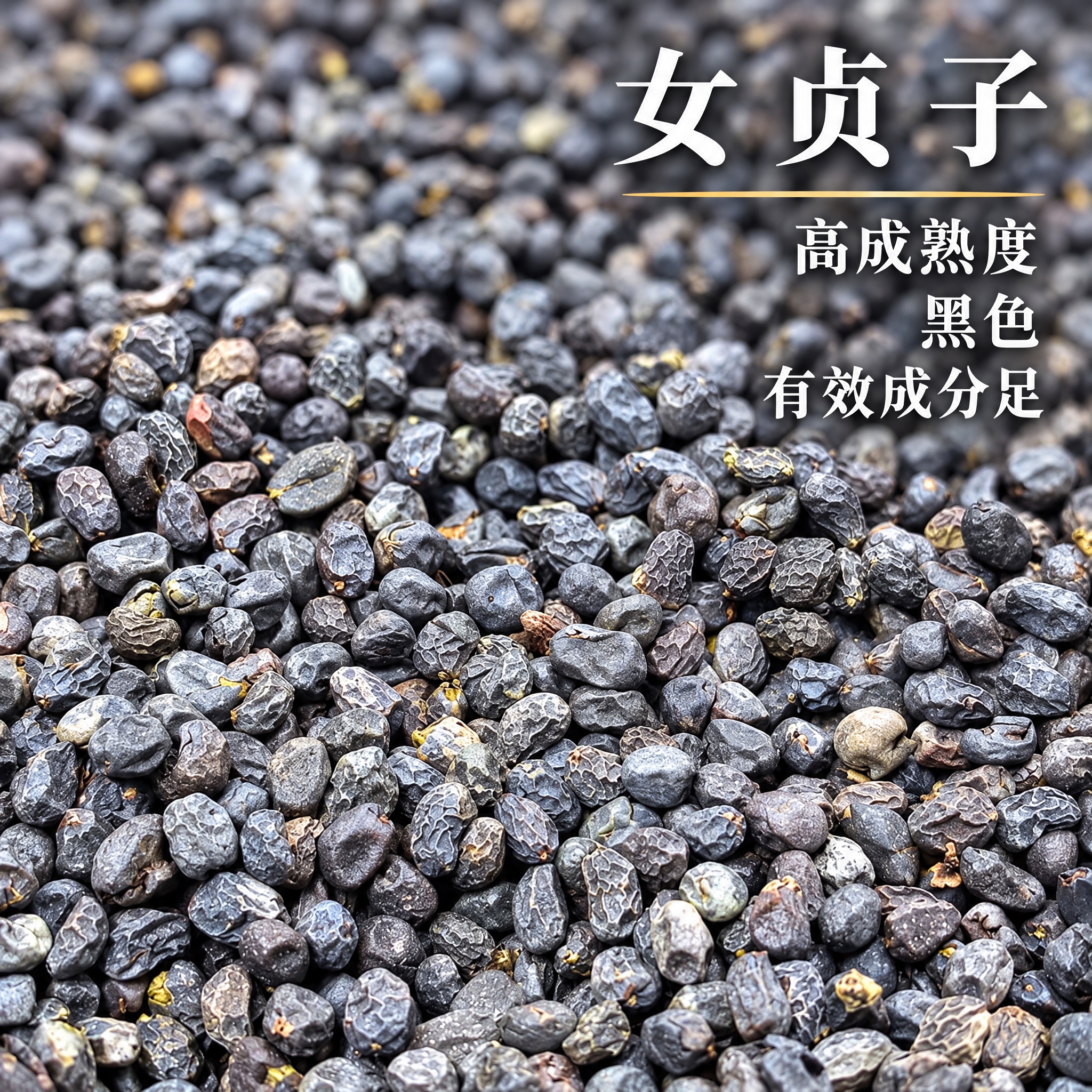 基于上传的女贞子素材进行主图创作，严格使用上传素材，完整保留原… - 图片创意预览