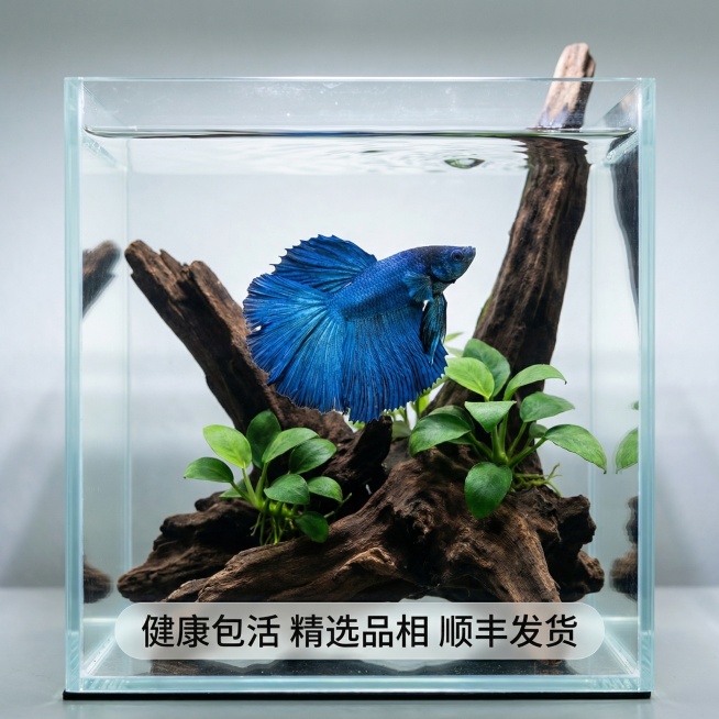 [主图 3] 泰国斗鱼造景场景展示主图
[氛围/风格] 自然真实水族造景场景，高级清新氛围感，提升购买欲
[画面元素] 商业摄影质感、光线柔和通透、产品清晰真实、画面干净高级。保留原图斗鱼半月大蓝袍整预览效果