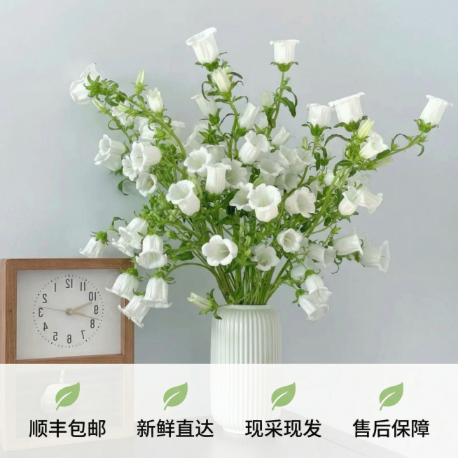[主图 5 服务承诺] 整束新鲜白色风铃花居中展示，背景为简约浅纯色，突出产品整体形态。画面底部横向排列服务卖点文案，从左到右依次为 "顺丰包邮"、"新鲜直达"、"现采现发"、"售后保障"，每个卖点搭预览效果