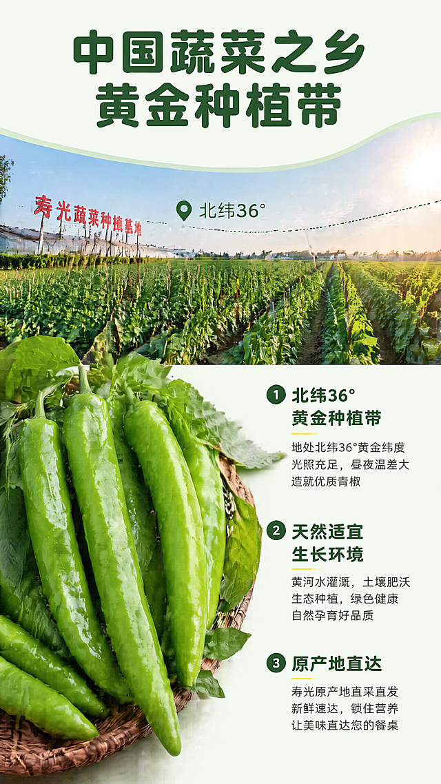 [第2屏] 黄金种植带产地优势展示。本屏使用【图1】作为青椒主体参考，保持青椒外观一致。
[氛围/风格] 真实产地纪实风格，明亮自然，突出地理优势，商业宣传质感。
[元素布局] 画面上半部分是寿光蔬菜种植基地实景图，广袤的绿色菜园延伸开，下半部分左侧放置采摘好的新鲜青椒，右侧是卖点文字区域。保持青椒形状色泽纹理与输入图一致，产品占右侧区域60%。加入北纬36°黄金纬度线装饰元素，增加产地专业感。
[光影质感] 户外自然光均匀明亮，整体画面通透，远景背景虚化，突出前景的青椒和文字信息。
[配色色系] 全局底色：#F2F9F0（浅青绿色）；主体配色：菜园绿色 + 青椒亮绿色；文字配色沿用首屏白色配黄色强调，字色不超过两种，纯色填充。
[视角构图] 上下分栏构图，上远景产地，下近景产品文字，阅读动线从上到下，自然流畅。
[文字版式] 顶部大标题 "中国蔬菜之乡 黄金种植带"，圆角黑体，深绿色居中，字号为画面宽度6%。下方分左右区域，右侧文字区域分三点介绍：1. "北纬36°黄金种植带" 2. "天然适宜生长环境" 3. "原产地直达"。文字清晰，字号适配手机阅读，信息层次分明，不遮挡青椒主体。沿用首屏字体和字色规则。
[比例分辨率] 9:16竖版比例，4K分辨率，文字清晰可辨，超高清。
[负向提示词] 青椒变形，颜色偏差，文字错乱，产品图模糊，背景杂乱，水印，极限词，违规表达