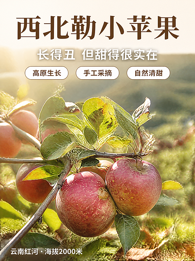 电商详情页头图，云南西北勒高原丑苹果主视觉海报。本张使用【图3】果园挂果的红苹果作为商品主体，保留苹果真实外观和冰雹疤特征，不美化果实外观。画面整体氛围：原生态高原果园风，温暖自然光线，商业摄影质感，接地气的农特产品风格。元素布局：挂满红苹果的树枝位于画面中下部，苹果占画面约60%，保留绿叶和自然果园虚化背景；前景增加几片落叶和草地细节，远景是模糊的山坡果园层次。光影质感：上午侧逆光照射，苹果表面有自然高光，叶片通透，整体暖金色调，阴影柔和自然。配色色系：全局底色为暖绿色调（果园自然色），主色苹果红+叶绿，辅助色暖黄阳光色，文字用深棕色+米白色。视角构图：平视微仰角度，景深较浅，主体苹果清晰，背景虚化，阅读动线从上到下。文字版式：顶部居中主标题「西北勒小苹果」，字体为温润宋体加粗，深棕色；副标题「长得丑 但甜得很实在」，米白色圆角黑体，位于主标题下方；标题下方三个小标签横向排列：「高原生长」「手工采摘」「自然清甜」，每个标签为米白底深棕字圆角胶囊形；底部左侧小字标注「云南红河 · 海拔2000米」。所有文字清晰可读，不遮挡苹果主体。比例3:4竖版，4K高清。负向：变形，水印，文字错乱，文字过小，苹果颜色偏差，过度美化果实，背景杂乱，极限词，第一，最好，顶级。
