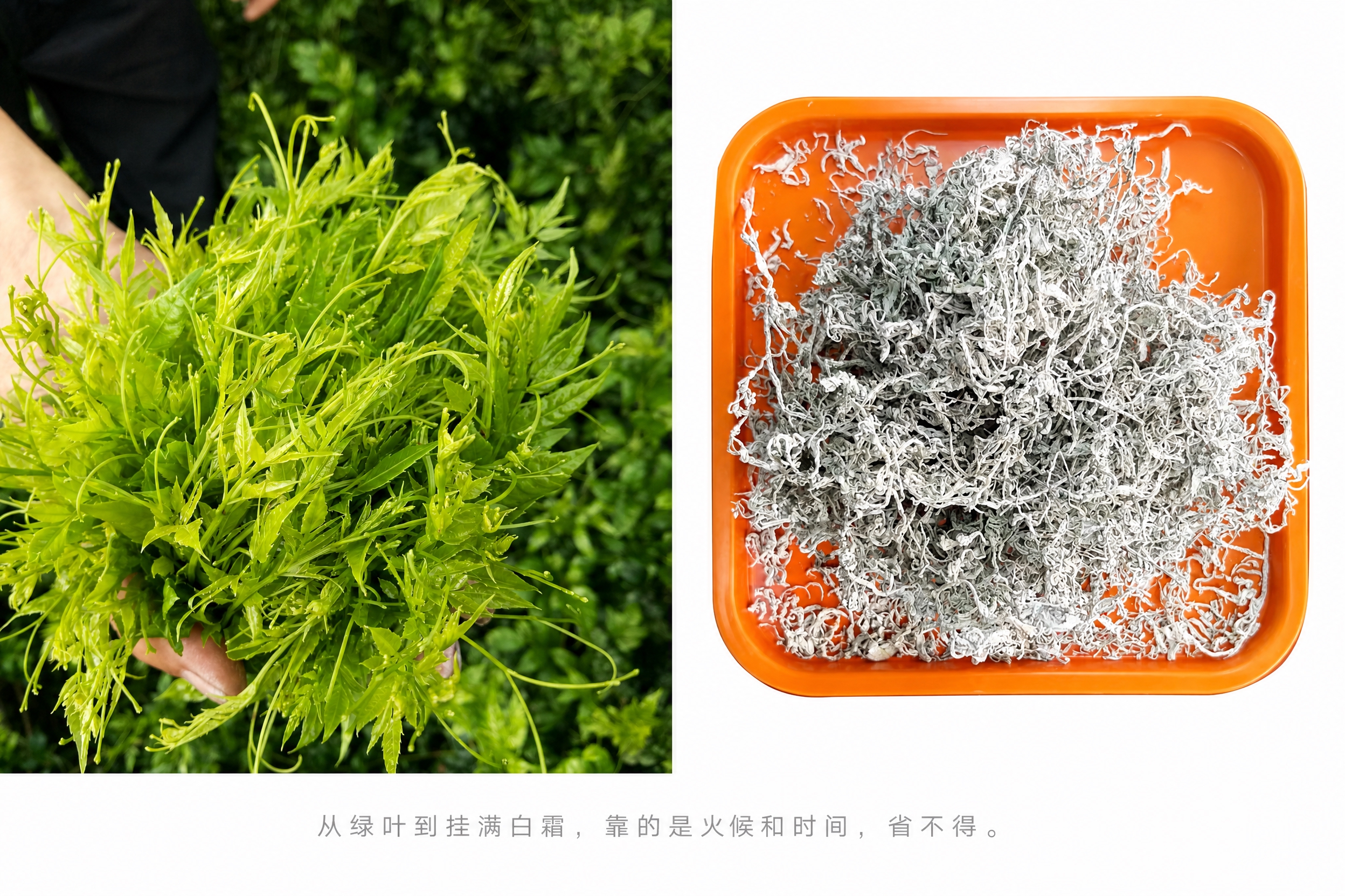 将两张图片左右拼接合并成一张图，左侧是新鲜嫩绿的藤茶叶芽（绿叶… - 图片创意预览