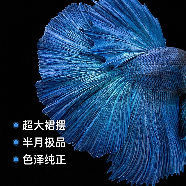 [主图 2] 泰国斗鱼大蓝袍尾鳍细节特写
[氛围/风格] 微距商业摄影，极致真实细节，高级质感
[画面元素] 商业摄影质感、光线柔和通透、产品清晰真实、画面干净高级。保留原图斗鱼半月大蓝袍整体外形，超近微距放大突出展示宽大飘逸蓝色尾鳍的纹理细节，清晰呈现每一丝鳍条的层次感和蓝色渐变光泽，背景用干净纯黑色突出主体，打光精准凸显纹理质感，满屏无边框
[配色色系] 主色调：渐变蓝色，背景纯黑色，对比强烈突出细节
[视角构图] 特写构图，尾鳍占据画面主体，浅景深虚化背景
[文字版式] 左侧纵向排列三个核心卖点：超大裙摆 半月极品 色泽纯正，每个卖点前加蓝色圆形标签，白色文字清晰对比，不遮挡核心特写区域
[比例分辨率] 1:1 比例，2k 分辨率，文字清晰可辨，超高清
[负向提示词] 变形，水印，文字错乱，产品模糊，背景杂乱，细节模糊，色彩失真